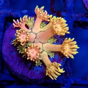 Rainbow Goniopora 26 WYSIWYG