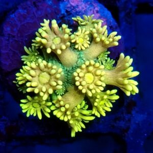 Rainbow Goniopora 27 WYSIWYG