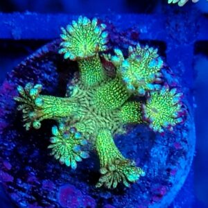 Glitter Goniopora 28 WYSIWYG