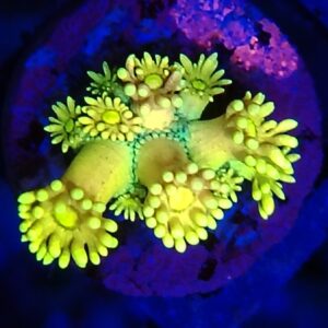 Rainbow Goniopora 30 WYSIWYG
