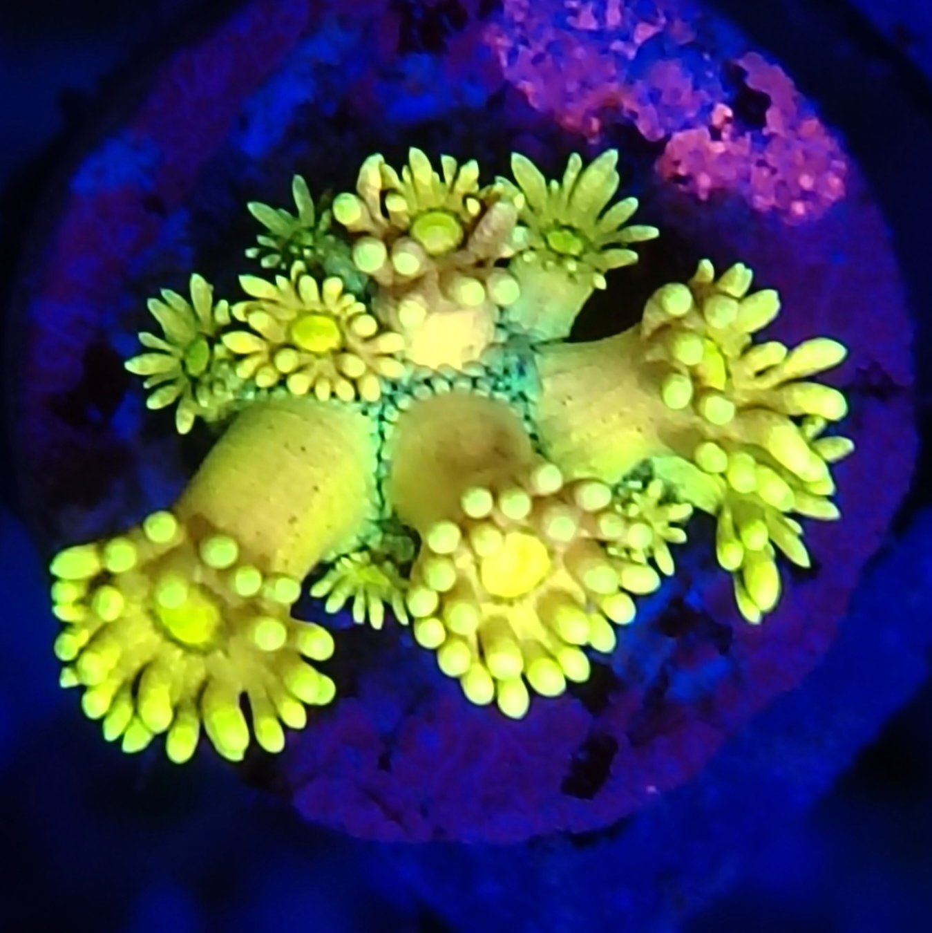 Rainbow Goniopora 30 WYSIWYG