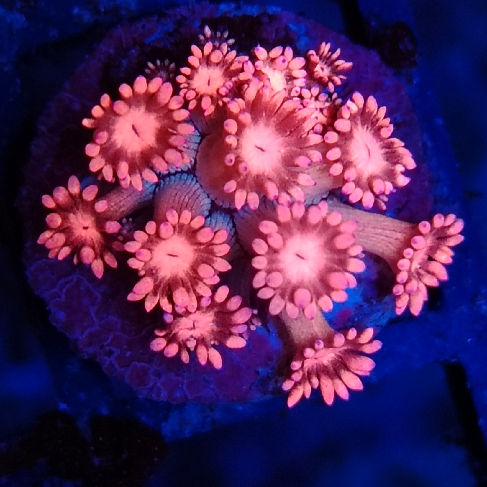 Rainbow Goniopora 31 WYSIWYG
