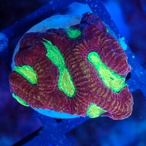 Red and yellow eye Favia
