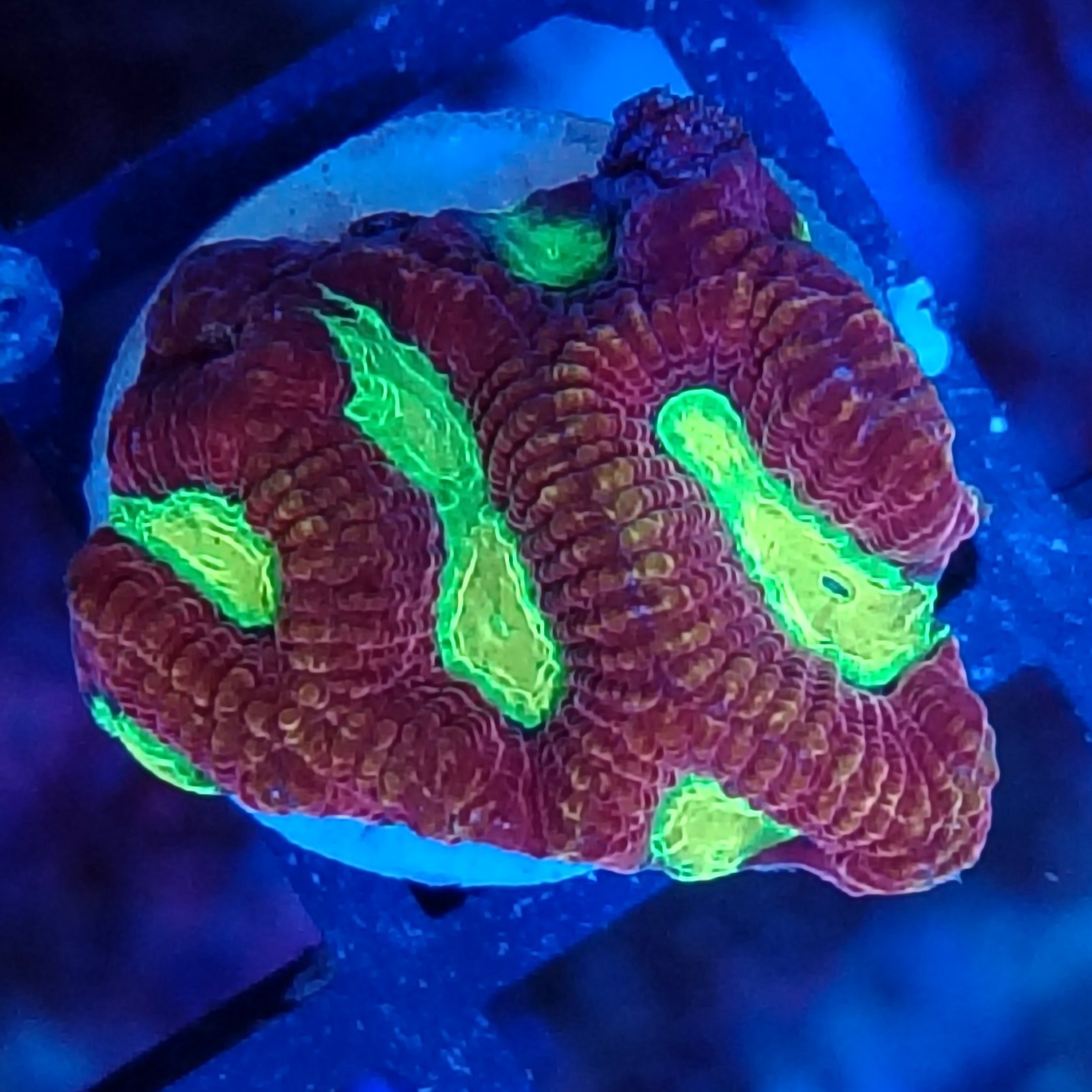 Red and yellow eye Favia