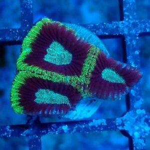 Bright Blue and Green Favia