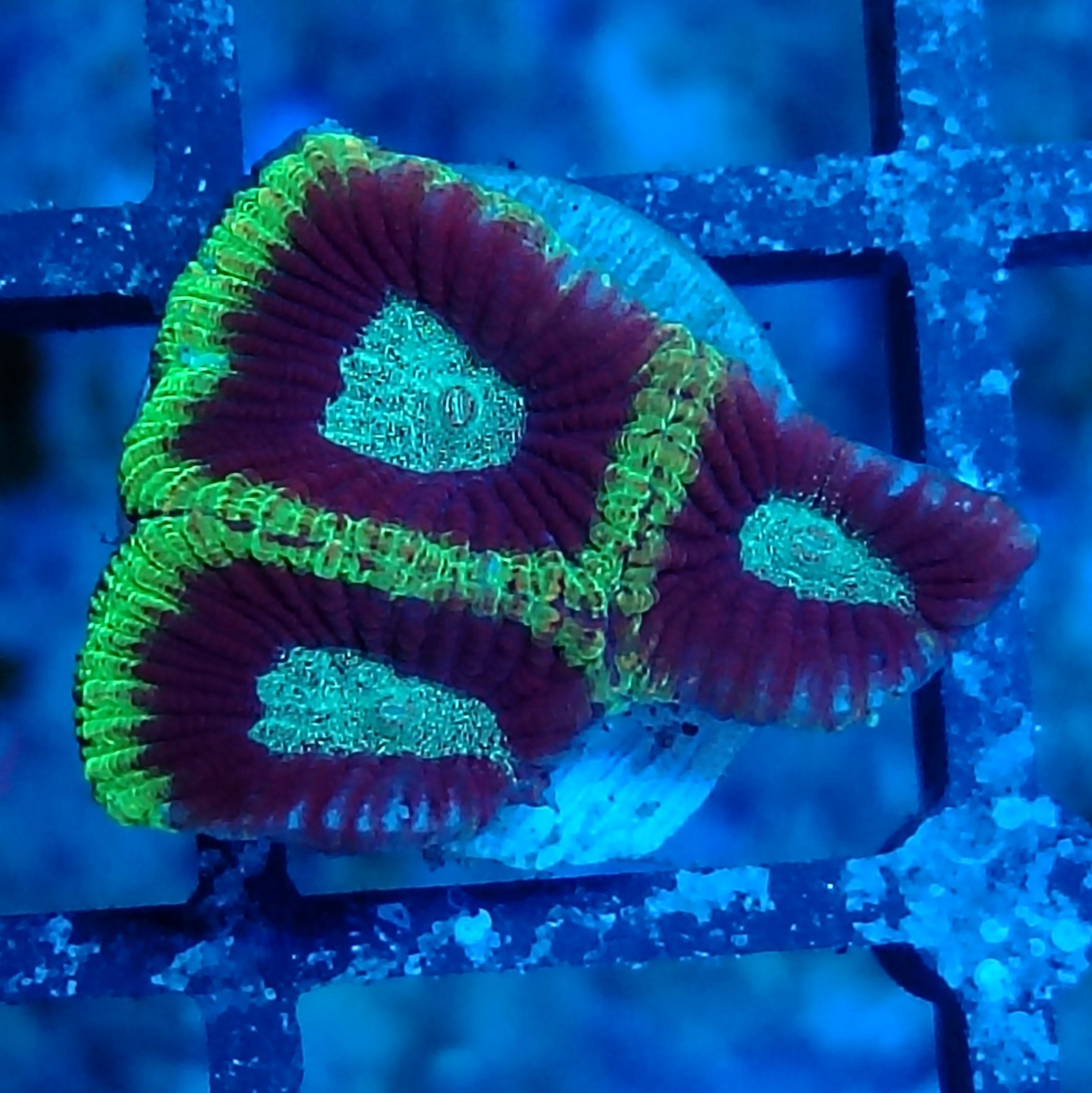 Bright Blue and Green Favia