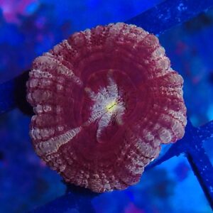 Deep Red Acanthastrea Micromusssa Lordhowensis