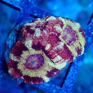 Purple and Gold Acanthastrea Micromusssa Lordhowensis