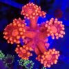 Aussie Red Goniopora.