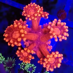Aussie Red Goniopora.