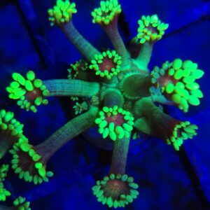 Fluorescent Grinch Goniopora