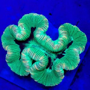 Australian Grade B Trachyphyllia  (WYSIWYG)