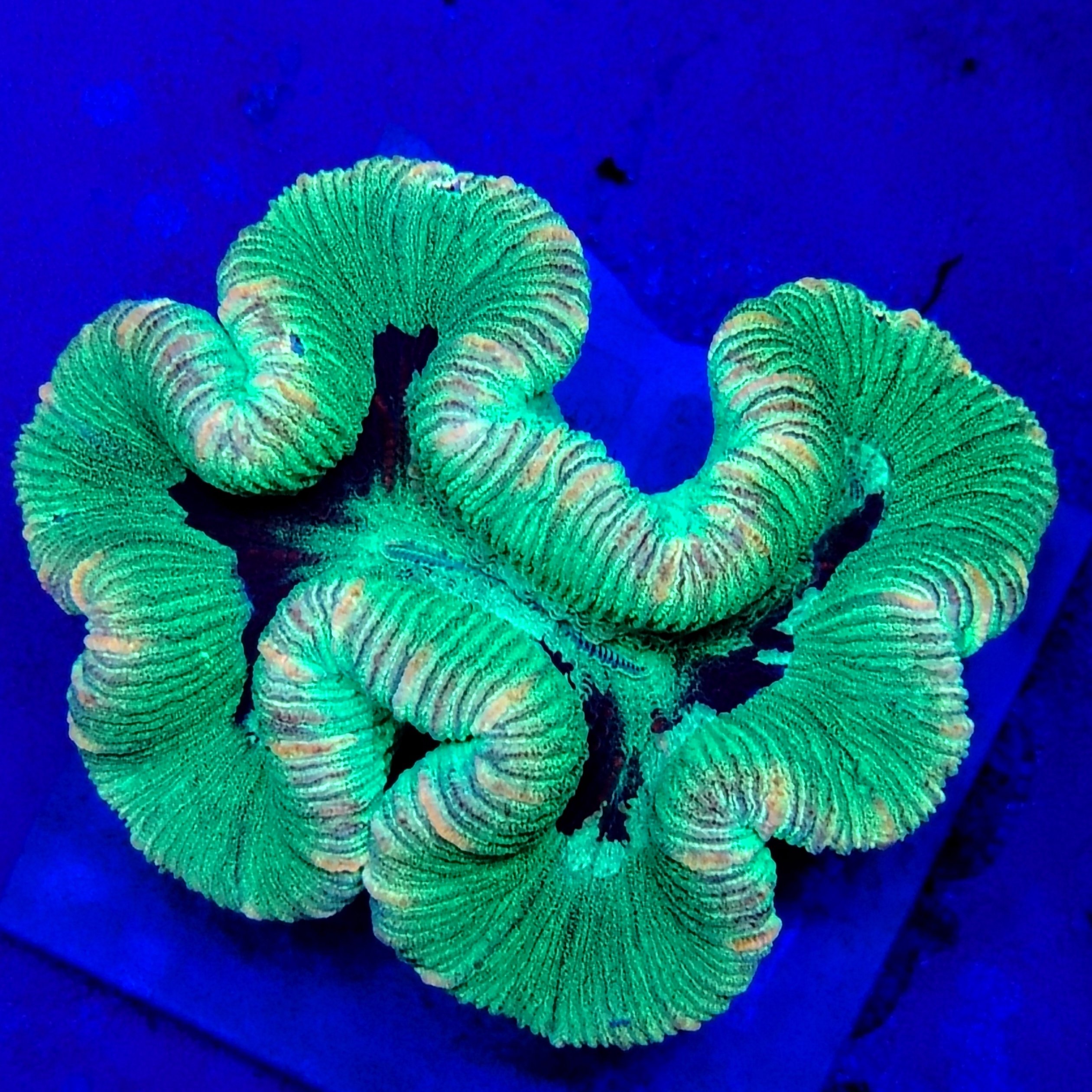 Australian Grade B Trachyphyllia (WYSIWYG)