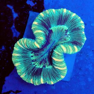 Australian Grade B Trachyphyllia  (WYSIWYG)