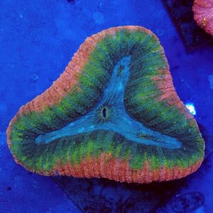 Aussie Tri-Colour Lobophyllia WYSIWYG