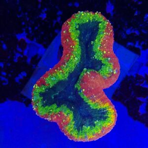 Premium Grade AA Australian Rainbow Lobophyllia WYSIWYG