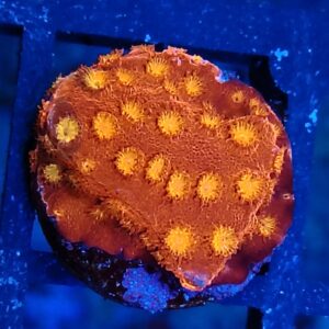 Solar Flare  Cyphastrea