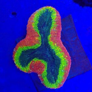 Premium Grade AA Australian Rainbow Lobophyllia WYSIWYG
