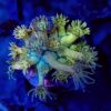 Rainbow Goniopora 15 WYSIWYG