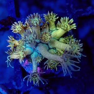 Rainbow Goniopora 15 WYSIWYG