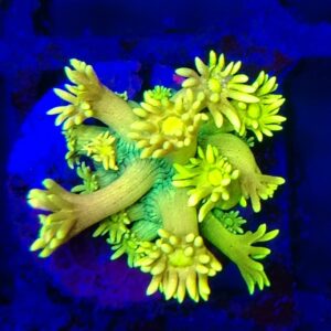 Rainbow Goniopora 27 WYSIWYG