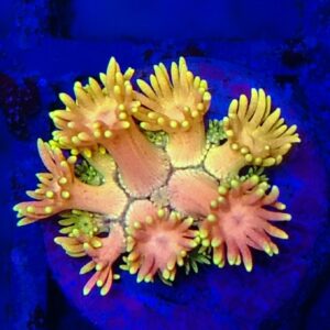 Rainbow Goniopora 26 WYSIWYG