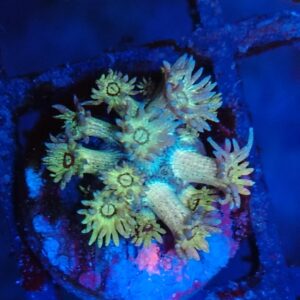 Rainbow Goniopora 18WYSIWYG