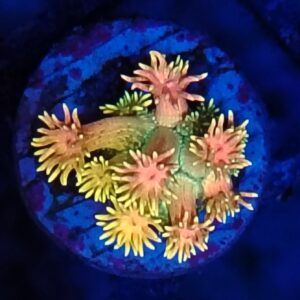 Rainbow Goniopora 8 WYSIWYG