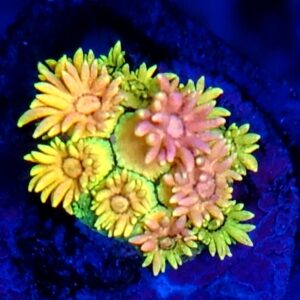 Rainbow Goniopora 6 WYSIWYG