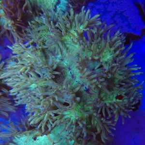 Indonesian Elegance Coral WYSIWYG 3