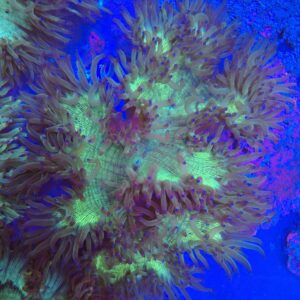 Indonesian Warpaint Elegance Coral WYSIWYG 2