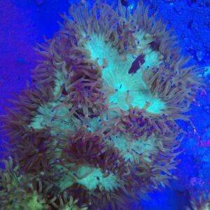 Indonesian Warpaint Elegance Coral WYSIWYG 1
