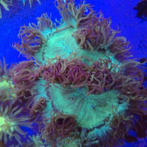 Indonesian Warpaint Ringed Elegance Coral WYSIWYG 4