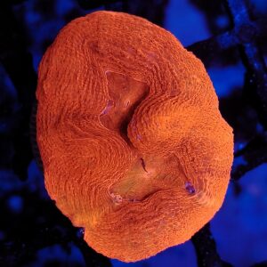 Stunning Australian Bowerbanki wysiwyg
