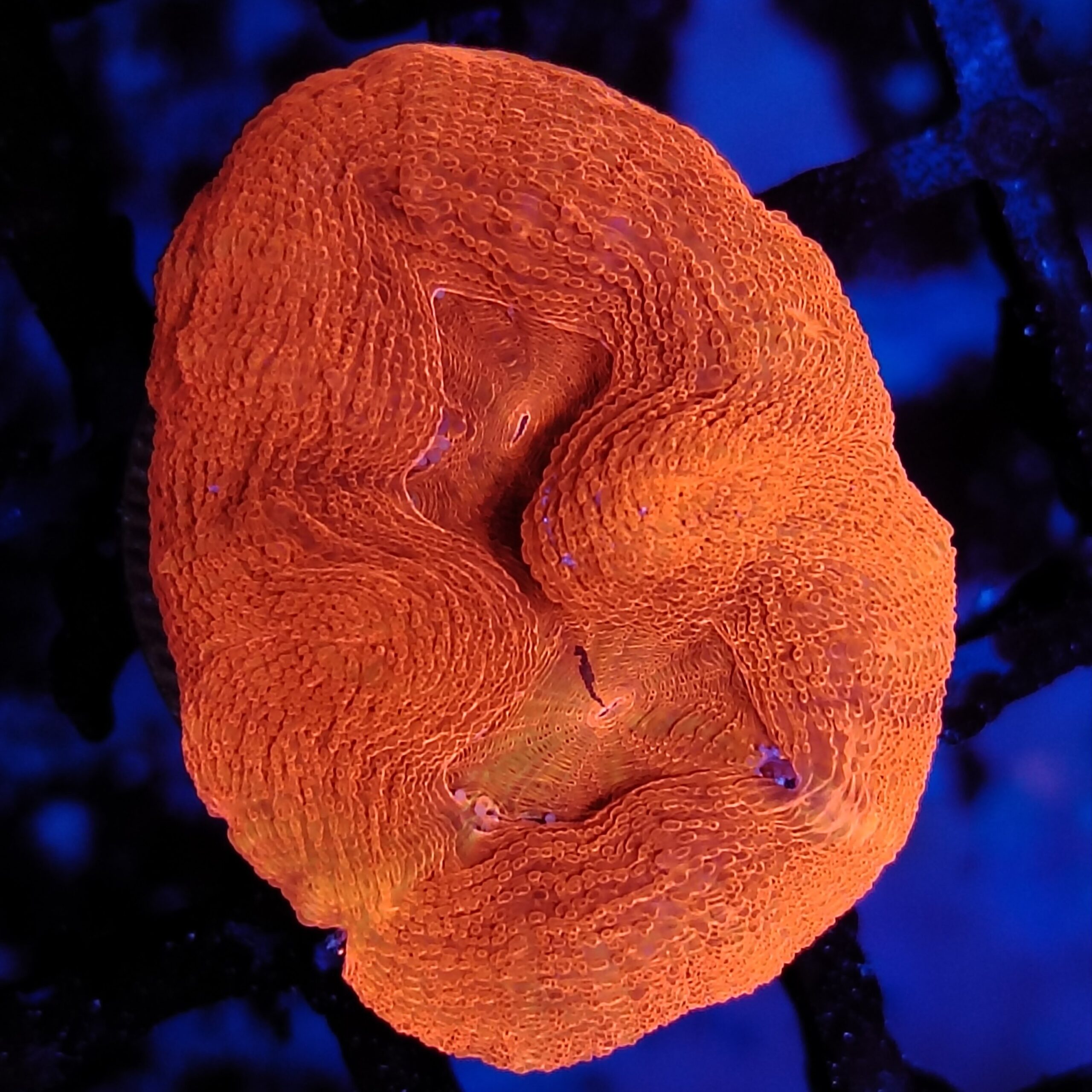 Stunning Australian Bowerbanki wysiwyg