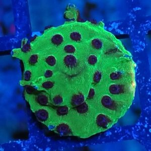Mardi Gras Cyphastrea