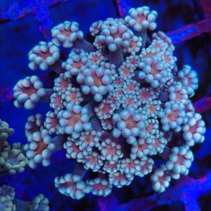 Blue and Orange Eye Alveopora