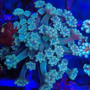 Blue Eye Alveopora