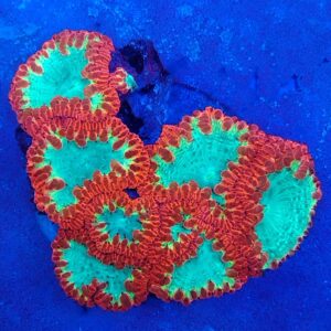 A Grade Bright Red and Toxic Green Blasto Wellsi Colony WYSIWYG
