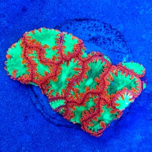 A Grade Bright Red and Toxic Green Blasto Wellsi Colony WYSIWYG