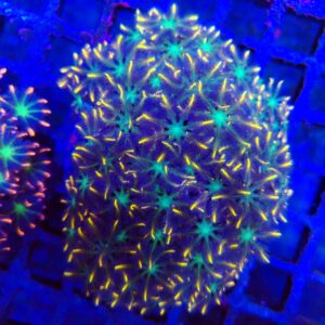 Clove Polyp Full Colony (WYSIWYG)