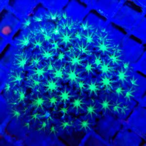 Beautiful Clove Polyp Full Colony (WYSIWYG)