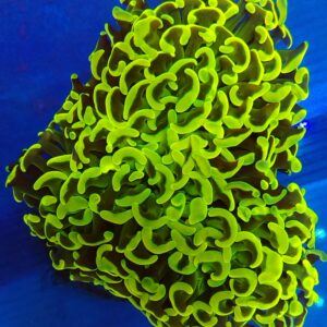Toxic Green/Yellow Wall Hammer (WYSIWYG)