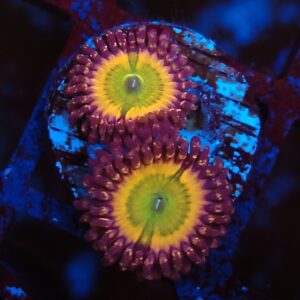Tyree Orange Zoa