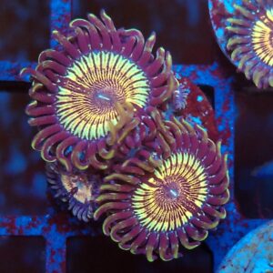 Sonic Flare Zoa