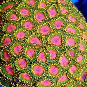 True Awesome blossom Zoa