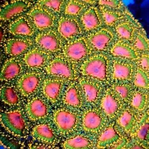 True Awesome blossom Zoa