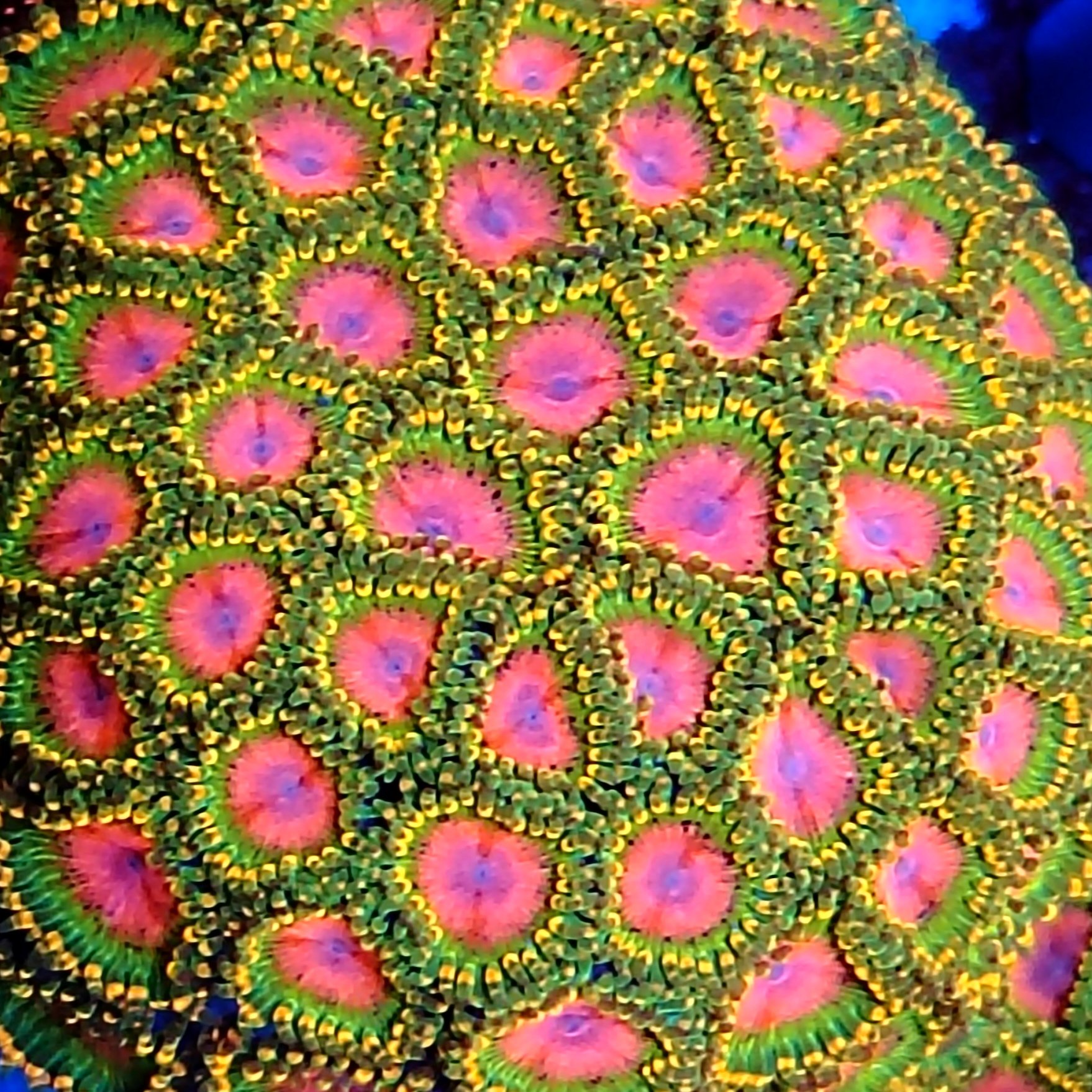 True Awesome blossom Zoa