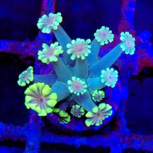Lime Pink Eye Alveopora