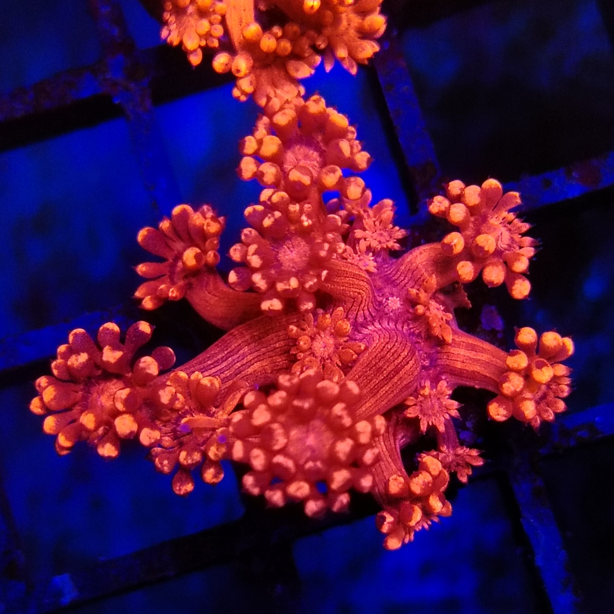 Aussie Red Goniopora